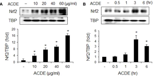 Fig.  3.  Effect  of  ACDE  on  Nrf2  activation.  RAW  264.7  cells  were  incubated  with  indicated  concentrations  of  ACDE  for  1  hr  (A),  or  ACDE  (40  μg/ml)  for  indicated  times  (B)