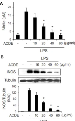 Fig.  4.  Intracellular  signaling  pathway  involved  in  HO-1  ex- ex-pression  by  ACDE