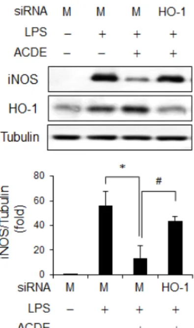 Fig.  6.  Inhibitory  effect  of  HO-1  on  iNOS  expression.  RAW  264.7  cells  were  transfected  with  HO-1  siRNA  or  control  siRNA  (Mock,  M),  after  which  they  were  pretreated  with  ACDE  (40  μg/ml)  for  1  hr  and  stimulated  by  LPS  (0