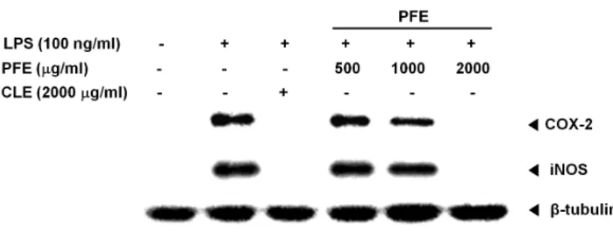 Fig.  4.  Effect  of  PFE  (Popillia  flavosellata  ethanol  ex- tract)  on  COX-2  and  iNOS  protein   ex-pression  in  LPS-induced  RAW  264.7  cells