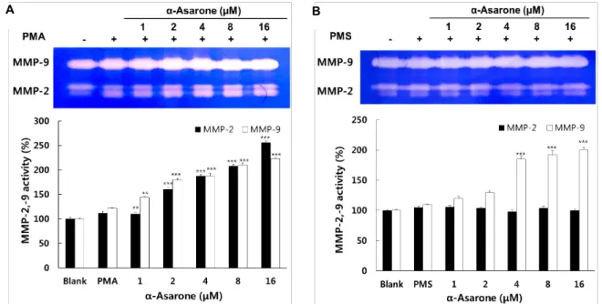 Fig.  5.  Effect  of  α-asarone  on  activities  of  MMP-2  and  MMP-9  in  HT1080  cells  treated  with  PMA/PMS