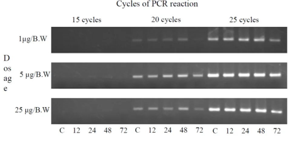 Fig.  1. β-actin  mRNA  sensitivity  in  each  mRNA  sample  from  RT-PCR  reaction  cycle. PBS(C)  or  NDNA  was  injected  into  mice  abdomen  and  mRNA  samples  from  cerebrum  were  extracted  after  each  12,  24,  48,  72  hr  after  injection. A; 