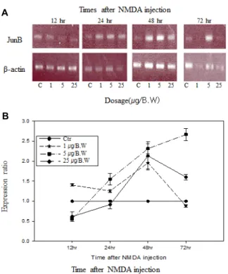 Fig.  5.  Expression  pattern  of  FosB  mRNA  in  total  mRNA  sam- sam-ples  by  RT-PCR  reactions