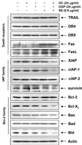 Fig.  5.  Effects  of  GC,  UGP  and  SS  extracts,  and  co-treatment  with  GC,  UGP  and  SS  on  the  MMP  (Δ ψ m )  values  in  AGS  cells