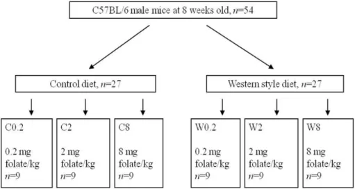 Fig.  1.  Experimental  design  of  the  control  (C)  and  Western-style  (W)  diets.