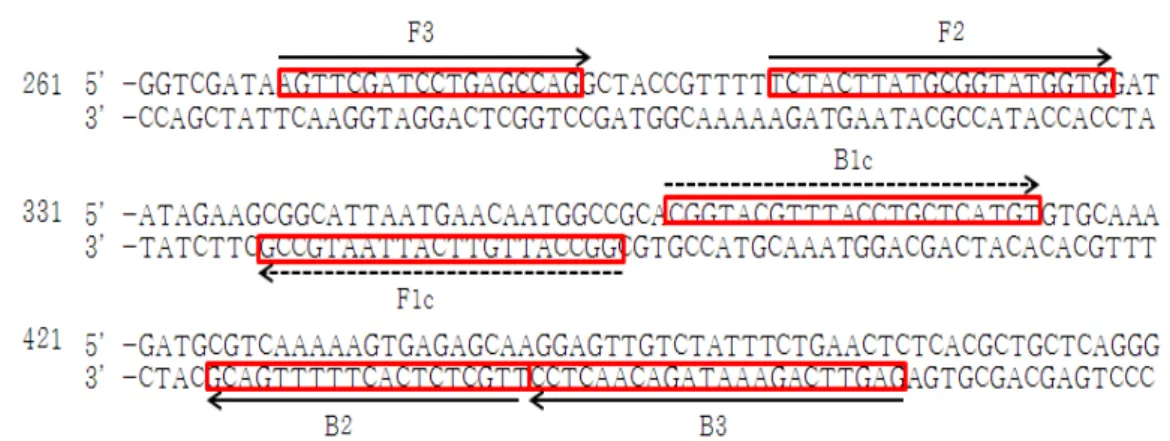 Fig.  1.  The  partial  nucleotide  sequence  of  sigma  factor  (rpos)  gene  of  V.  alginolyticus  (GenBank  accession  number  FJ358498.1)  used  for  the  LAMP  primer  design