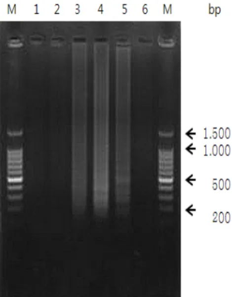 Fig.  4.  Optimum  time  of  the  LAMP  reaction  for  detection  of  V.  alginolyticus