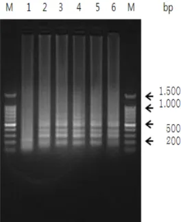 Fig.  9.  Sensitivity  of  V.  alginolyticus  identi- identi-fication  by  LAMP  and  conventional  PCR