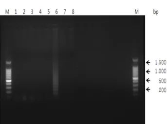 Fig.  10.  Specificity  of  rpoS  gene  for  the  LAMP  detection  of  V. 