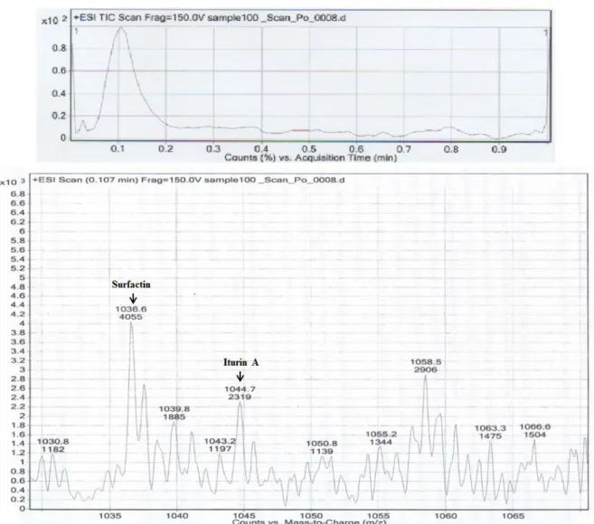 Fig.  3.  Identification  of  Surfactin  and  Iturin  A  produced  from  B.  mojavensis  KJS-3  on  TSB  medium  by  LC-MS/MS