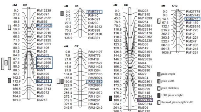 Fig.  2.  The  genetic  regions  associated  with  the  grain  length  in  a  population  of  120  DH  lines  derived  from  a  cross  between 