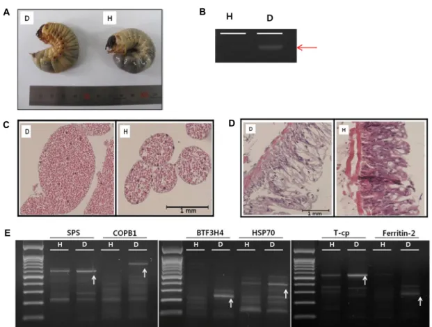 Fig.  1.  (A)  Visual  comparison  of  both  a  virus-infected  larva  (left)  and  a  healthy  larva  (right)