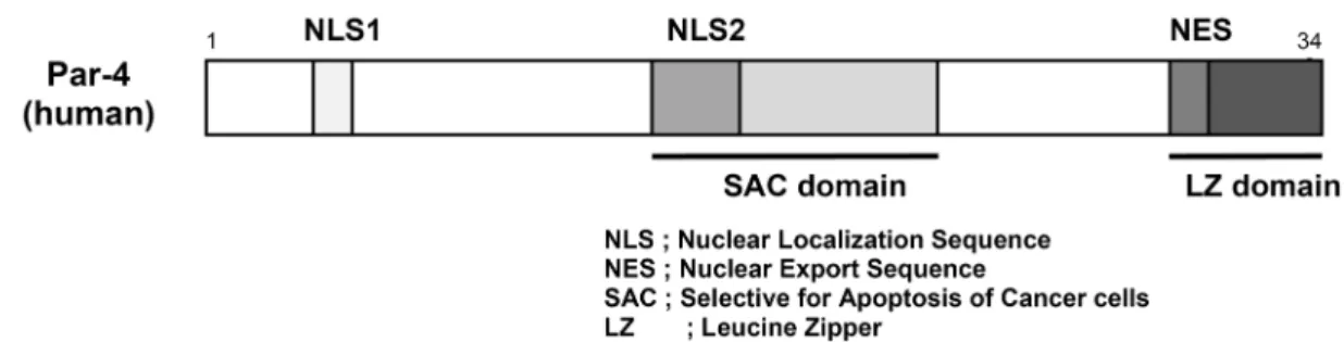 Fig.  1.  The  schematic  domains  of  Par-4.  Functional  domains  of  Par-4  include  two  nuclear  localization  sequences  (NLS1,  NLS2),  a  nuclear  export  sequences  (NES),  selective  for  apoptosis  of  cancer  cells  (SAC)  domain  and  a  leuci