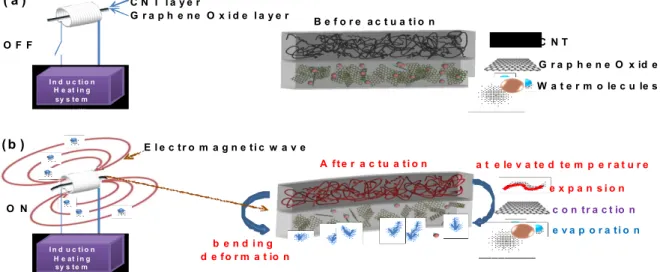 Figure  1  Actuation  mechanism  of  wireless  GO/CNT  bilayer  actuator.