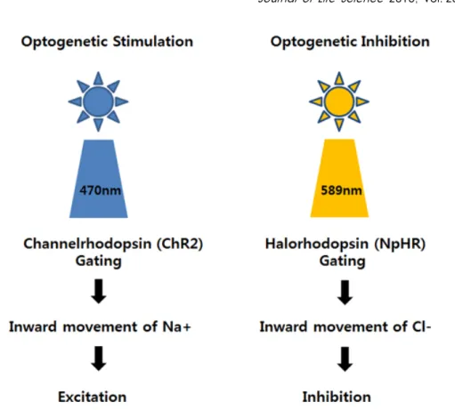 Fig.  1.  Principles  of  optogenetics.  The  cells  that  harbor  light-sensitive  rhodopsin  channels  can  be  selectively  stimulated  or  inhibited,  giving  cellular  specificity