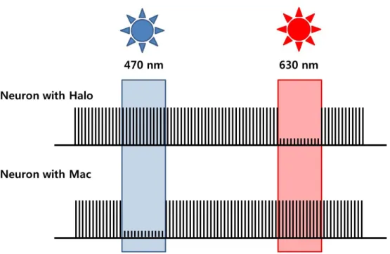 Fig.  2.  Selective  multicolor  silencing  using  different  opsin  proteins  in  different  neurons