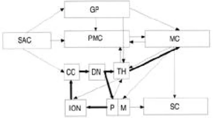 Figure 2. Schematic diagram of suspected neural control circuitries in essential tremor