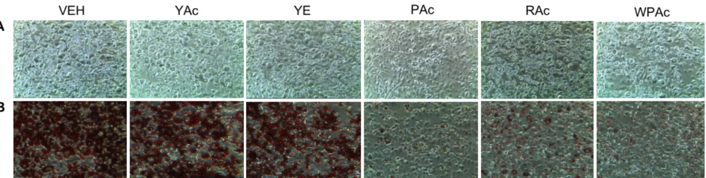 Fig.  2.  Effects  of  ethyl  acetate  fractions  of  lees  and  nuruk  extracts  on  pre-adipocyte  differentiation