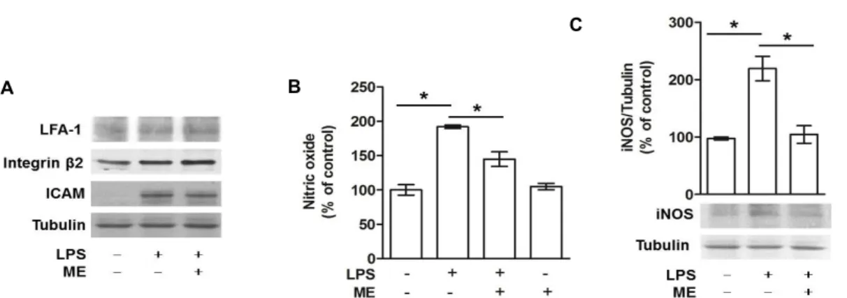 Fig.  3.  Effect  of  Maesil  extract  on  protein  expressions  of  inducible  nitric  oxide  synthase  (iNOS)  and  cell  adhesion  molecules  (CAMs)  and  production  of  nitric  oxide  in  LPS  activated  THP-1  cells