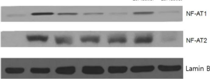 Fig.  1.  Effect  of  Lc.  lactis  cultured  with  medium  containing  Lb. 