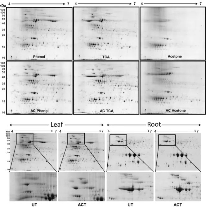 Fig.  2.  The  effect  of  different  methods  for  leaf  protein  precipitation  after  activated  charcoal  treatment  including  phenol,  TCA-acetone  and  acetone  methods  (upper  panel)