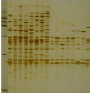 Fig.  1.  AFLP  fingerprint  for  nucleotide  sequences  of  AmR1  clone  [14].  SAmR1-F  and  SAmR1-R  primer  sequences  for  a  SCAR  marker  are  underlined.