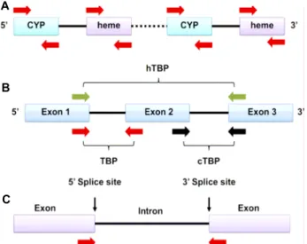 Fig.  3.  Schematic  representation  of  conserved  DNA  and  gene  family  based  markers  by  Poczai  et  al