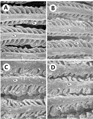 Fig.  2.  Ultrastructural  changes  of  Z.  koreanus  gill.  A:  normal  gill,  B:  gill  exposed  for  2  day  in  dissolved  cement  powder,  C:  gill  exposed  for  4  day  in  dissolved  cement  powder,  D:  gill  exposed  for  6  day  in  dissolved  c