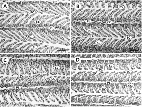 Fig.  3.  Histologiacal  changes  of  Z.  kore- kore-anus  gill  tissue.  A:  normal  gill,  B: 