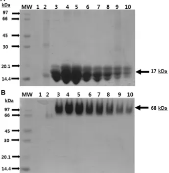 Fig.  4.  SDS-PAGE  analysis  of  streptavidin  expressed  in  E.  coli. 