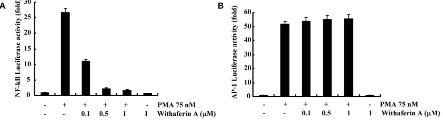 Fig. 3 Effect of withaferin A on PMA-induced NF-κB and AP-1 promoter activity. Caski cells were transfected with a NF-κB (A) or AP-1 (B) -luciferase construct