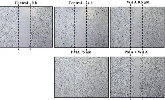 Fig. 4 Withaferin A inhibits PMA-mediated cell migration. Confluent monolayer of Caski cells was wounded and images were taken immediately (control-0 hr)