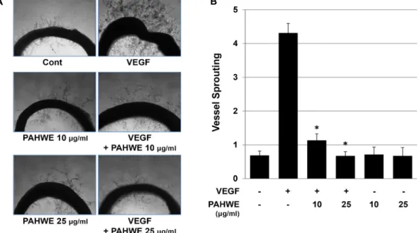 Fig.  5.  Effect  of  PAHWE  on  microvessel  outgrowth  from  the  rat  aorta  ex  vivo