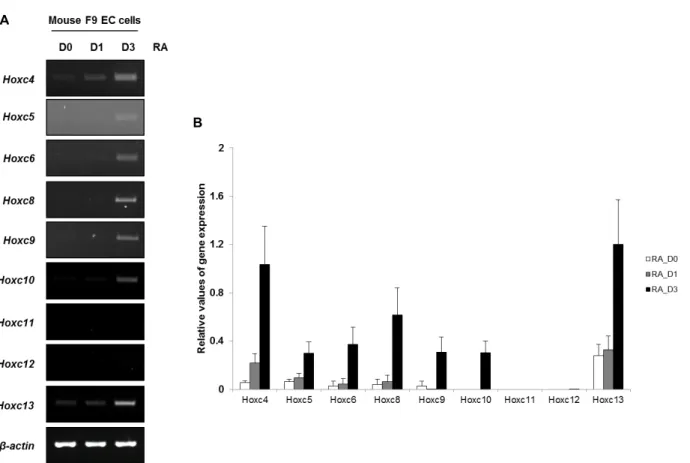 Fig.  1.  Expression  pattern  of  Hoxc  cluster  genes  following  Retinoic  acid  (RA)  treatment  in  F9  EC  cells  by  RT-PCR
