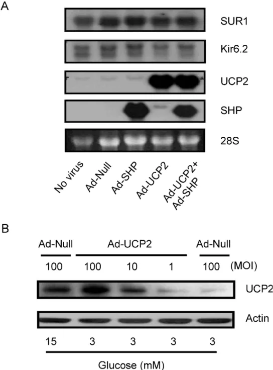 Figure 1 Overexpression of UCP2 and/or SHP in INS-1 -cells. (A) INS-1 -cells were infected with either Ad-Null, Ad-SHP, Ad-UCP2 or Ad-UCP2+Ad-SHP