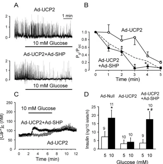 Figure 3 Effect of SHP overexpression on glucose sensitivity of UCP2-overexpressing islet cells.