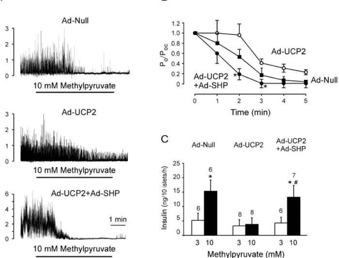 Figure 4 Effect of SHP overexpression on methylpyruvate sensitivity of UCP2-overexpressing islet cells