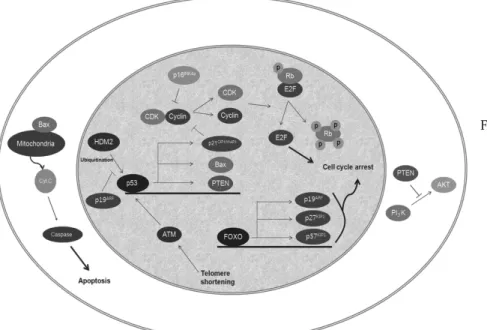 Fig. 1. Molecular  mechanisms  in  adult  stem  cell  senescence.  Activation  of  p16 INK4a  prevents  the  formation  of  CDK4/6-  CyclinD  complex  and  induces  to  RB  protein  phosphorylation