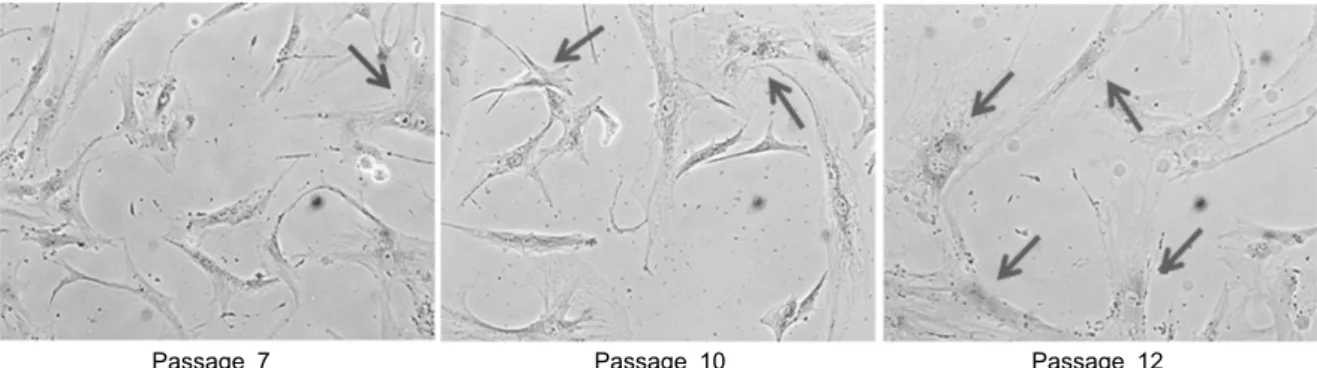 Fig.  2.  Replicative  senescence  in  long  term  expanded  human  bone  marrow-MSCs