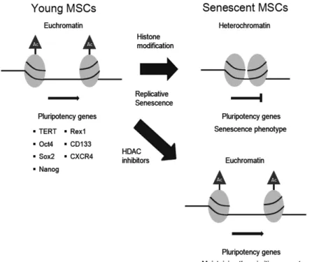 Fig.  4.  Histone  modification  in  replicative  sen- sen-escent  MSCs.  The  expression  of   pluri-potency  genes  (TERT,  Oct-4,  Sox2,  nanog,  rex1,  CD133,  and  CXCR4)  were   de-creased  by  histone  deacetylation  on  their  gene  loci,  and  par