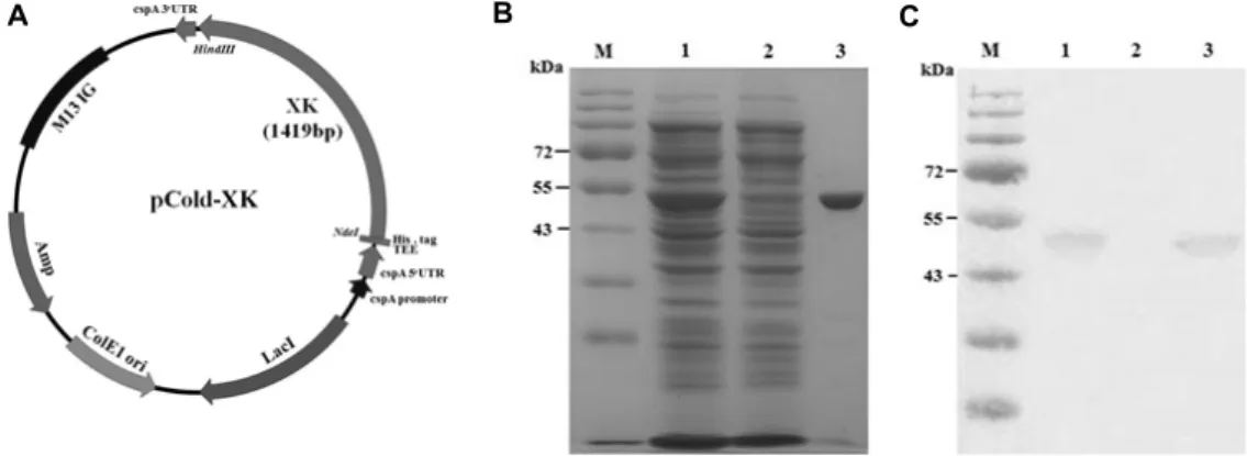 Fig.  4.  SDS-PAGE  analysis  of  purified  XK.  (A)  Construction  of  recombinant  pCold-XK  plasmid
