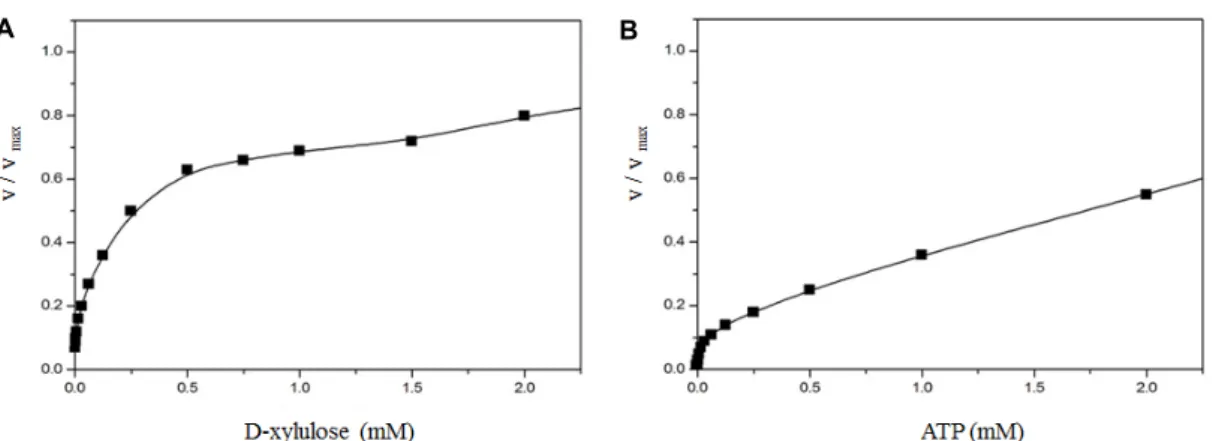 Fig.  5.  Effects  of  substrate  concentration  on  the  activities  of  purified  XK