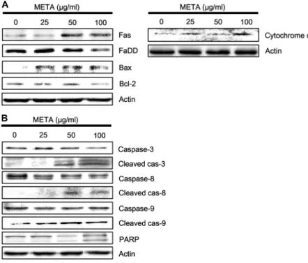 Fig.  6.  Modulation  of  apoptosis-related  protein  expression  in  HT29  cells  by  META