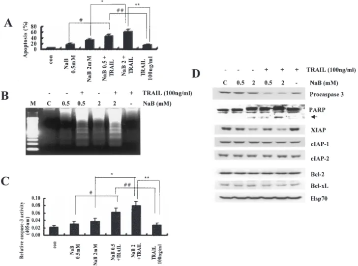 Fig. 1. Effect of sodium butyrate (NaB) on TRAIL-induced apoptosis in colon HCT116 cells