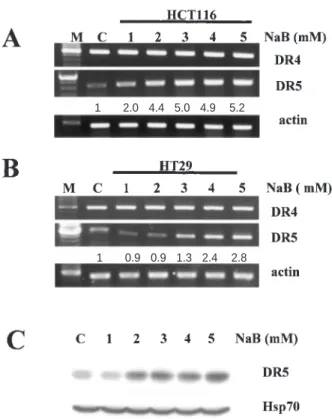 Fig. 2. The expression levels of the DR5 mRNA and DR5 protein by treatment with sodium butyrate in colon cancer cells