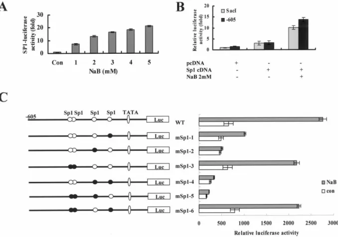 Fig. 4. Mutational analysis of transcriptional regulatory elements in the DR5 promoter region