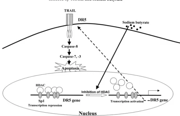Fig. 7. Tentative model for the mechanism of TRAIL and sodium butyrate-induced apoptotic pathways.