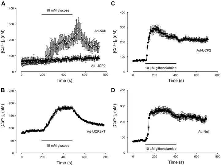 Fig. 5. Effect of taurine on [Ca 2⫹ ] c response to high glucose. A: glucose-stimulated [Ca 2⫹ ] c in Ad-Null- (n ⫽ 22) and Ad-UCP2-infected (n ⫽ 20) islet cells without taurine pretreatment