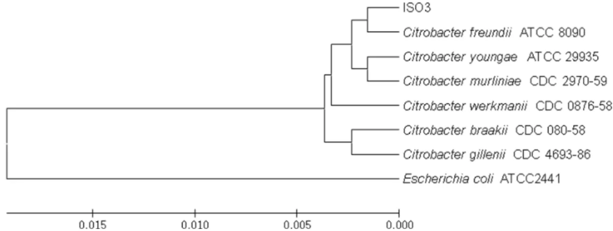 Fig.  3.  Growth  promotion  of  the  bacterial  isolate  I3  and  microalga  P.  viridis  in  coculture