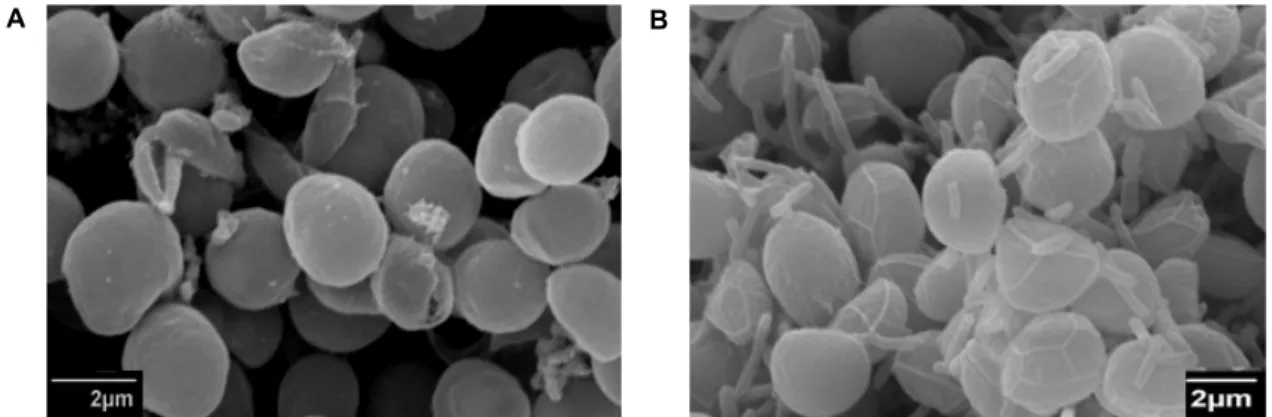 Fig.  6.  Scanning  electron  microscope  pictures  of  P.  viridis  in  pure  culture  (A)  and  in  coculture  with  bacterial  isolate  I3